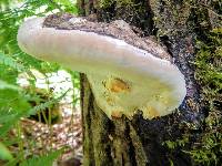 Ganoderma applanatum image