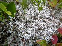 Cladonia rangiferina image