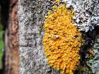 Xanthoria ulophyllodes image