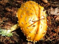 Amanita muscaria image