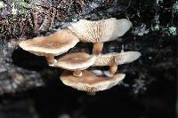 Armillaria novae-zelandiae image