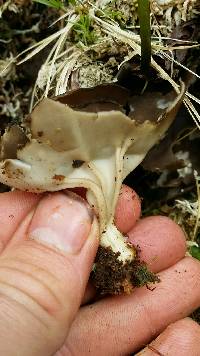 Helvella leucomelaena image