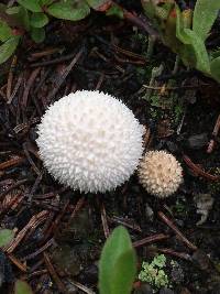 Lycoperdon perlatum image