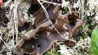 Helvella leucomelaena image