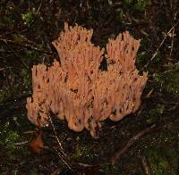 Ramaria samuelsii image