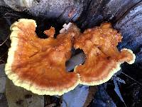 Laetiporus conifericola image