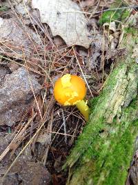 Amanita flavoconia image