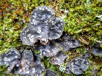 Peltigera didactyla image