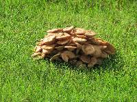 Armillaria tabescens image