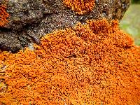 Xanthoria elegans image