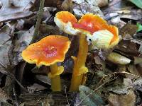 Amanita flavoconia image