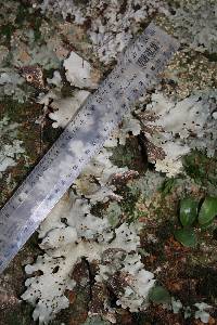 Sticta subcaperata image