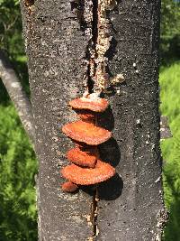 Pycnoporus cinnabarinus image