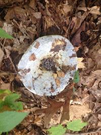 Lactarius indigo image