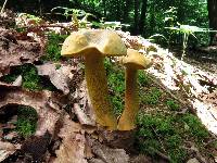 Retiboletus ornatipes image