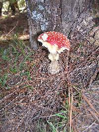 Amanita muscaria image