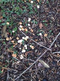 Tubaria furfuracea image