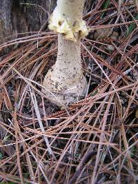 Amanita muscaria image