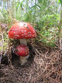 Amanita muscaria image