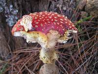 Amanita muscaria image