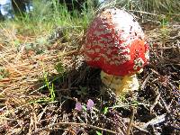 Amanita muscaria subsp. flavivolvata image