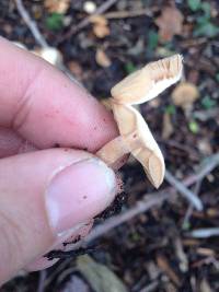 Tubaria furfuracea image