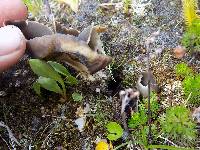 Helvella leucomelaena image