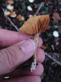 Tubaria furfuracea image