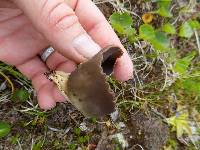 Helvella leucomelaena image