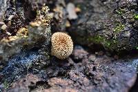 Lycoperdon echinatum image