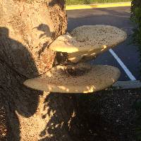 Polyporus squamosus image