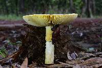 Amanita basii image