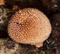 Lycoperdon echinatum image