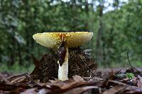 Image of Amanita basii