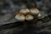 Image of Pholiota squarrosoides