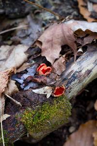 Sarcoscypha austriaca image