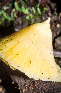 Entoloma murrayi image