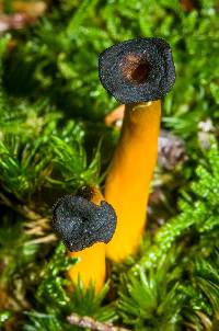 Leotia lubrica image