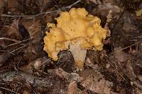 Cantharellus lateritius image