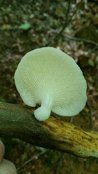 Pleurotus ostreatus image