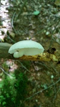 Pleurotus ostreatus image