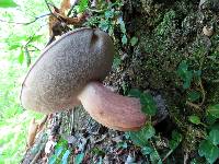 Boletus pallidus image