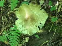 Megacollybia rodmanii image