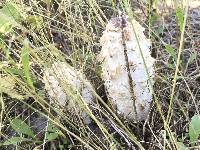 Coprinus comatus image