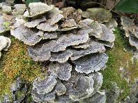 Trametes versicolor image