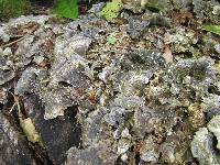 Trametes versicolor image