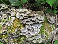 Trametes versicolor image