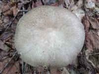 Megacollybia rodmanii image