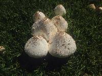 Chlorophyllum molybdites image