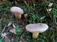 Boletus pallidus image